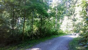 Nuorta jalopuumetsikköä Mukkulassa Kävelytie nuoren jalopuutaimikon vieressä kaupunkimetsässä