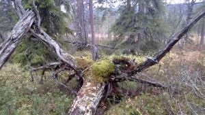 Suomen vanhimman puun luota löytynyt juurakko