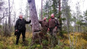 Metsäntutkijat Suomen vanhimman puun ympärillä