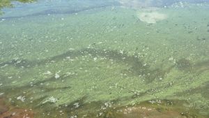 Övergödning och syrebrist skapar ännu problem i Östersjön. Vattenytan är grön av alger i Åbolands skärgård på Högsåra (Kimitoön).