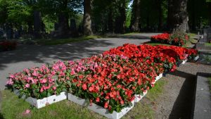 Några av alla de blommor som ska planteras. Blommor som ska planteras på Vasa gravgård