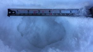 Vargspår i Oravais, mars 2018. Rektor Göran Backman i Oravais hoppas att österbottningarna ska vara fortsatt flitiga med att anmäla de vargobservationer man gör till sina lokala rovdjurskontaktpersoner. Bara genom säkra vargobservationer fås tillförlitlig information om hur mycket varg som rör sig i regionen. Ett vargspår i snön.