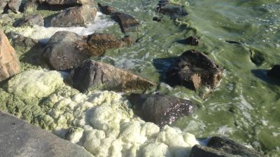 Strandskummet och strandvattnet har färgats grönt av alger. Högsåra, Kimitoön.