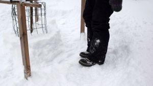 Lena tallaa suuren kehän lunta omenapuun ympäriltä, jotta myyrät ja jänikset eivät pääse niin helposti puun kimppuun. Kängor på tilltrampad snö en meter ifrån ett äppelträd
