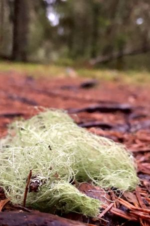 Lojo justerar vinstkravet från skogarna nedåt. Skägglav på marken som skiftar i rött av barren. I bakgrunden skymtar skog.