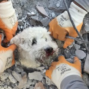 Pelastajat poistavat Pamuk-nimisen koiran romahtaneen rakennuksen raunioista Hatayssa 9. helmikuuta 2023, kolme päivää massiivisen maanjäristyksen jälkeen.