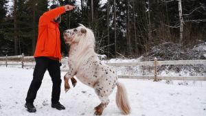 Konsten att lära sig gå på bakbenen. Eetu Sillanpää står i profil och håller upp ett finger som får den vita och brunprickiga minihästen framför honom att ställa sig upp på bakbenen. Vinter.