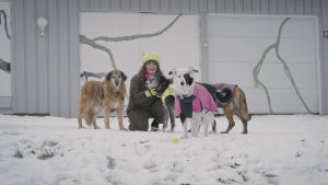 Heli Mäenpää ulkona lumisella pihalla neljän erivärisen koiransa kanssa. Osalla koirista on takit päällä.