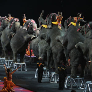 Norsuja Ringling Bros. and Barnum & Bailey -sirkuksen esityksessä Yhdysvalloissa vuonna 2009.