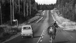Ute på vägen gäller samma regler för cyklister, bilister och hästar. Bil och häst på väg. Hästen rymmer.