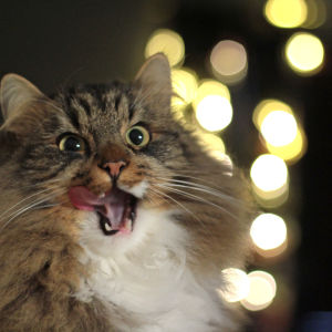 Sämpy-kissa, joka nuolaisee kielellään suupieltään