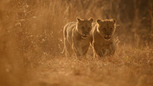 Zimbabwessa tehdään leijonien suojelutyötä.