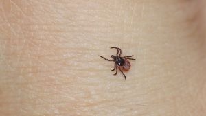 Inte sedan april har veterinären Maria Losvik sett en fästing. Fästing på hud
