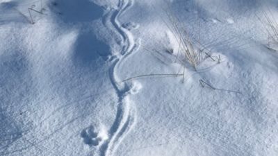 Viisi vinkkiä eläinten lumijälkien tunnistamiseen | Luonto 