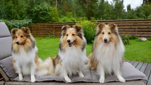 Hundarna Bianca, Cole och Taru sitter snällt för en bild. Tre stycken Shetland Sheepdogs.