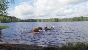 Saunomisen jälkeen hevoselle tarjotaan runsaasti juotavaa ja se pääsee lopuksi vilvoittavalle uintireissulle. Saunan jälkeen hevonen pääsee virkistävälle uinnille