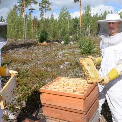Kia Hynnä ja Reko Nieminen mehiläispesällä Hikiällä.