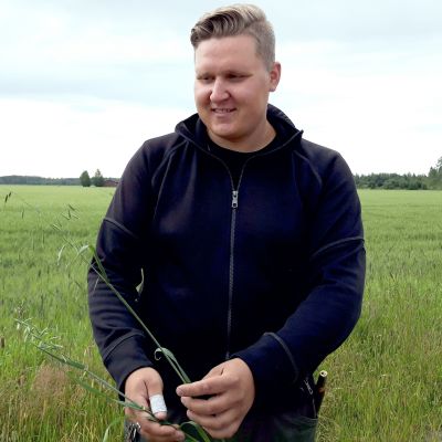 Isokyröläinen Antti Hyppönen kiertää peltojaan etsien hukkakauraa.