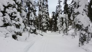 Markägare är inte lika villiga att upplåta sin mark till motionärer som förut. Arkivbild. Latu-ura runsaslumisessa metsässä