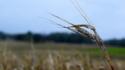 Korn mot en regnsjuk himmel