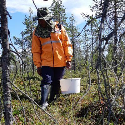 thaipoimija polarica marjastus Samai Lekan thaimaalainen marjanpoimija