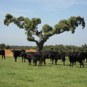 Mustia härkiä niityllä, puun ympärillä, Espanjan maaseudulla.