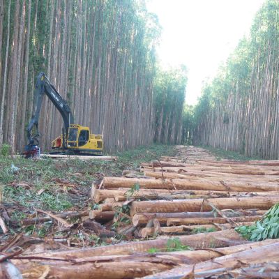Avverkade träd i en skog i Brasilien.