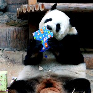 Jättepandan Lin Hui i Chiang Mais zoo i norra Thailand öppnar sin nyårsgåva.