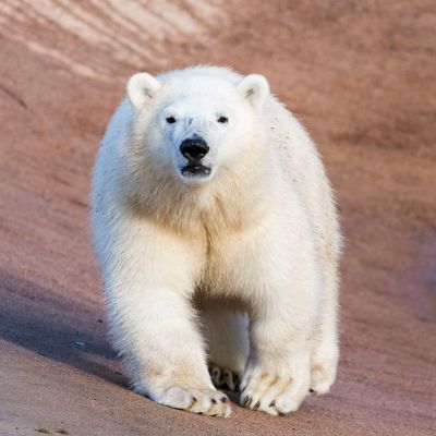 Ranuan jääkarhunpentu Sisu.