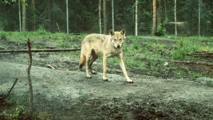 Som bäst ser det ut att finnas två vargar i Hangö, en i Ekenäs och så vargfamiljen i gränsområdet mellan Raseborg och Salo. Varg i Ähtäri djurpark