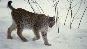 Bilder av rovdjur har en tendens att väcka osakliga kommentarer på sociala medier. Ett lodjur i snön
