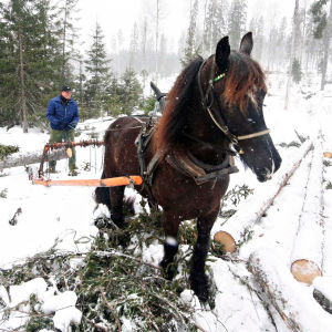 Heiki teki viisaan päätökseen vaihtaessaan metsäkoneet moottorisahaan ja hevoseen.