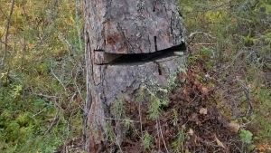 Näytteenotosta jäi lovi Suomen vanhimpaan puuhun