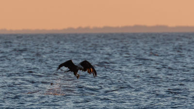Havsörn flyger över havet och tar en ejderunge.