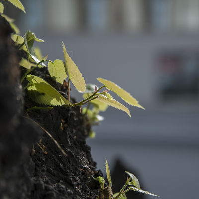 Linden på Rådhusgatan. Stamskott