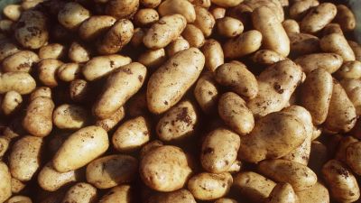 Potatis i mängder