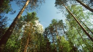 En alldeles för tyst skog kan vara skrämmande för den som är ovan. Skogarna är jordens lungor. Bild: YLE/Pentti Palmu