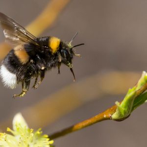 Luontodokumentti Suomen mesipistiäislajeista, joista joka kolmas on uhanalainen.