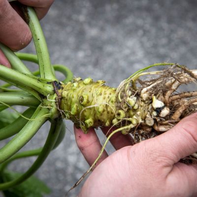 Kuvassa wasabi eli maustekrassi. Wasabista käytetään juuren ja varren välinen tyvi
