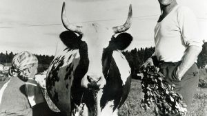 Emäntä lypsää käsin lehmää, isäntä huitoo koivunoksilla hyönteisiä lehmän ympäriltä.