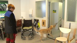 De blivande assistenthundarna ska lära sig att stänga dörrar. En gul labrador som tränas till assistenthund lär sig att stänga en dörr.