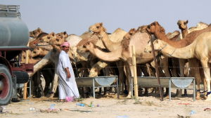 Den diplomatiska krisen påverkar också kameler eftersom Saudiarabien beslöt att qatariska kameler inte återbördas till grannlandet Qatar En man står framför flera kameler.