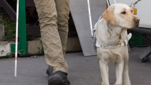 Många vet inte att ledarhundar har rätt att följa med in på restaurangen. Ledarhund leder en person.