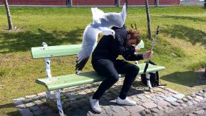 Måsar vs redaktör. En mås attackerar en skäggig man som sitter på en grön bänk och håller in en selfiepinne.