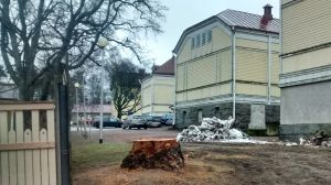 Det här är allt som är kvar av den stora, gamla granen vid uncan. Stubbe vid Uncan i Ekenäs