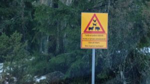 Varning för söta djur! en hemgjord trafikskylt varnar för att det finns många djur på gården. "Djur på gården, men ingen är överlopps"