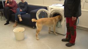 Att fylla på en tvättmaskin är en av uppgifterna som labradorerna lär sig. En gul labrador retriever som ska bli assistenthund övar på att fylla på en tvättmaskin.