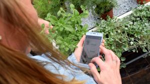 Maten går att beställa både via telefon och dator. Stella Törnroth tittar ner på närmatsappen på mobilen.