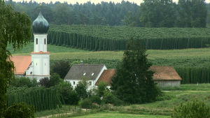 Hallertau i Bayern är det största sammanhängande området för humleodling i världen. Landskapsbild över den bayerska byn Hallertaus humleodlingar.