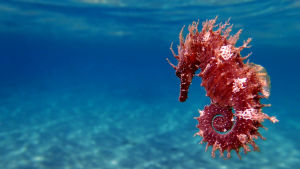 Hippocampus kommer från sjöhäst, som ordet också betyder. Det var anatomikern Julius Caesar Aranzi (1529-1589) som tyckte att hjärnans hippocampus liknade en sjöhäst. En sjöhäst i havet.